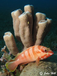 Black Tip Grouper resting in front of a tube sponge.  My ... by John Hill 